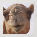 Recherche de chameaux invitations Animal