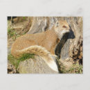 Recherche de mangouste posters Mignon