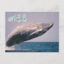 Recherche de baleine cartes postales Braconnage