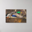 Recherche de gary impressions sur toile Oiseau