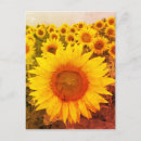 Recherche de moisson cartes postales Tournesol