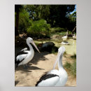 Recherche de pelican posters Oiseau