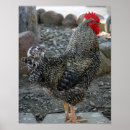 Recherche de poule de coq posters Pour elle