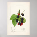 Recherche de blackberry art Fruit