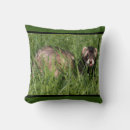 Recherche de furets coussins Pour tous