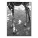 Recherche de girafe humoristique Safari