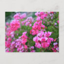 Zoek naar geranium briefkaarten Bloem