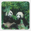 Recherche de mammifères autocollants Faune