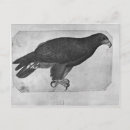 Recherche de pisanello cartes postales Profil