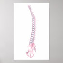 Recherche de complexe posters Colonne vertébrale