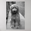 Zoek naar goldendoodle kunst Foto