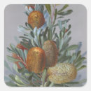Recherche de fleurs australiennes autocollants Aquarelle