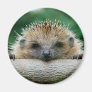 Recherche de young magnets Animal wildlife