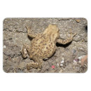 Recherche de crapaud magnets Faune