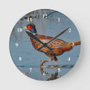 Recherche de faisans horloges Phasianus colchicus