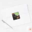 Zoek naar orang oetan stickers Wilde dieren
