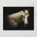 Recherche de cheval noir blanc cartes postales Animaux