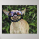 Recherche de chiwawas posters Humour