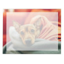 Recherche de pinscher blocsnotes Chien