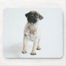 Recherche de humour carlin tapis souris Chiot