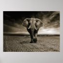 Zoek naar bull elephant posters Afrika