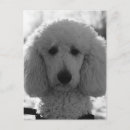 Recherche de yeux de chien posters Caniche