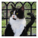 Zoek naar katten posters Tuxedo