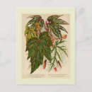 Recherche de bégonias cartes postales Botanique