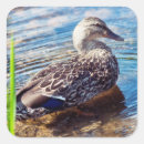 Recherche de étang de canard autocollants Mallalard