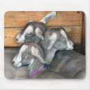 Recherche de chèvres tapis souris Bétail