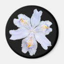 Recherche de iris blanc Plante