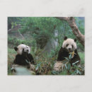 Recherche de chengdu Portrait