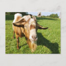 Recherche de chevre cartes postales Herbe