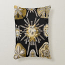 Recherche de oursins coussins Plage