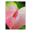 Recherche de anthure Tropical