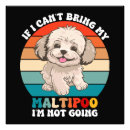 Zoek naar maltipoo kunst Huisdier