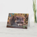 Zoek naar raccoon kaarten Grappig
