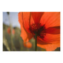Recherche de coquelicots posters Frais