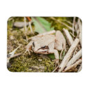Recherche de grenouille mignonne magnets Grenouilles