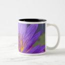 Recherche de grenouille tasses Amphibien