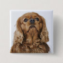 Recherche de cavalier king charles spaniel badges Animal