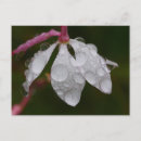 Recherche de macro cartes postales Gouttelettes