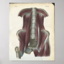 Recherche de pelvien posters Hanche