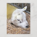 Zoek naar schapen briefkaarten Schattig
