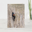 Zoek naar merel kaarten Natuur