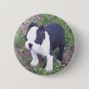 Recherche de chiot de terrier de boston Chiots