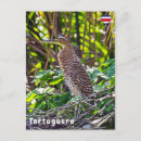 Recherche de gorge cartes postales Costa rica