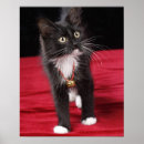 Recherche de chaton noir et blanc posters Animal de compagnie