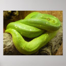 Recherche de python posters Photographie