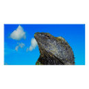 Recherche de lézards posters Faune